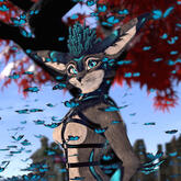 Magpie Rex